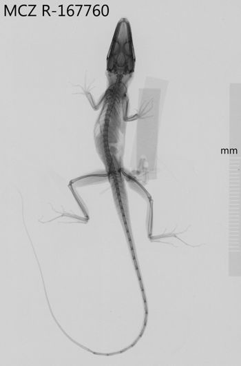 Media type: image;   Herpetology R-167760 Aspect: dorsoventral x-ray